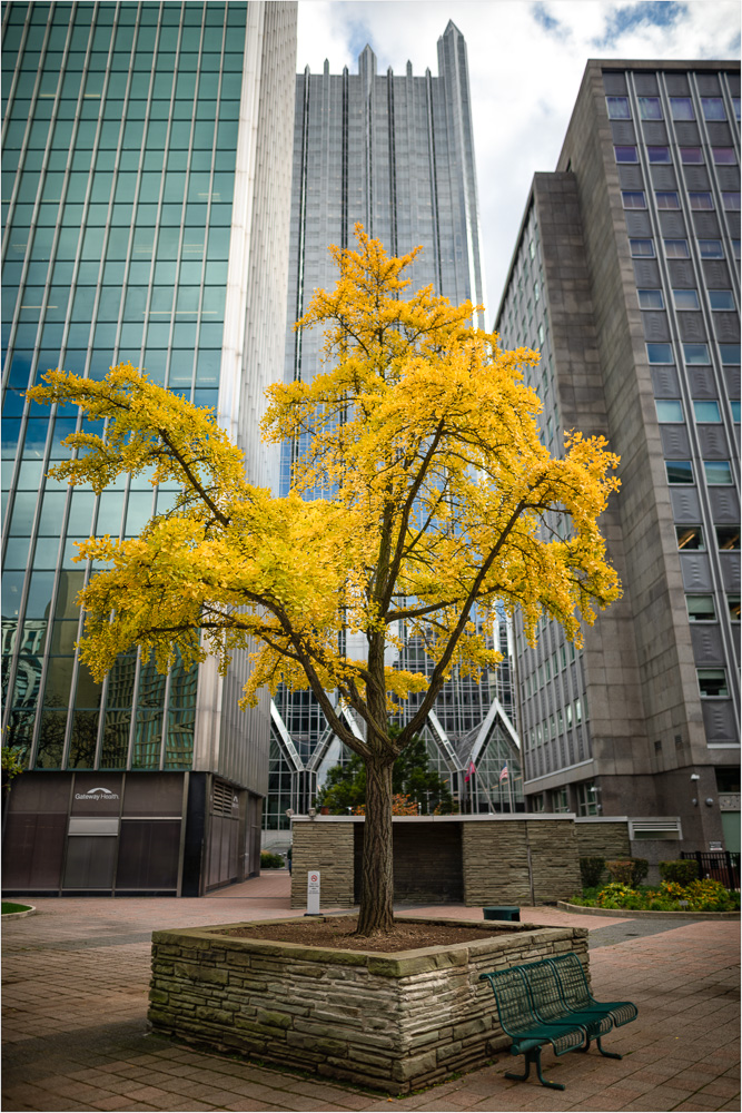 Autumn-For-The-City-Tree.jpg