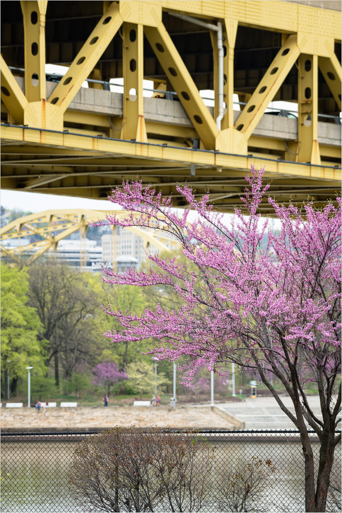 Bridges-And-Buds.jpg