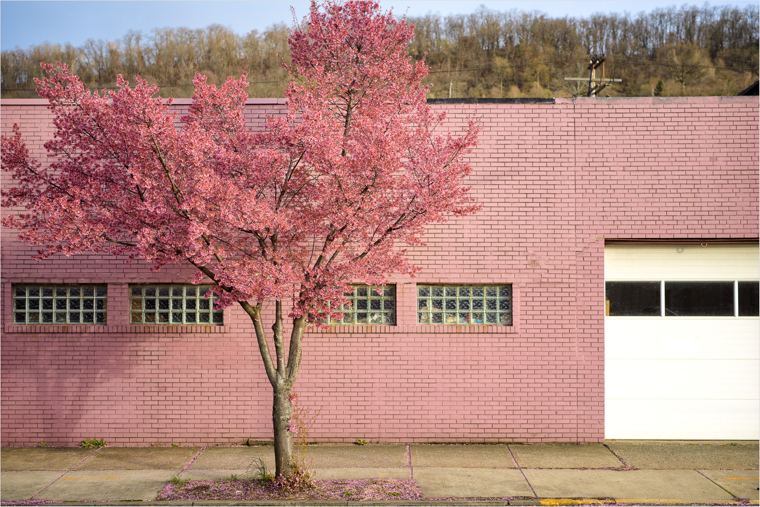 Penn-Ave-Is-Pretty-In-Pink.jpg