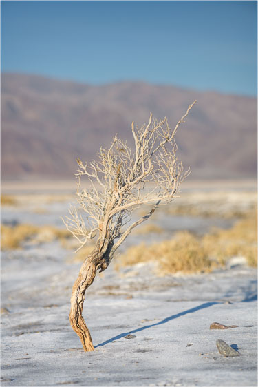 Dry-Desert-Resident.jpg