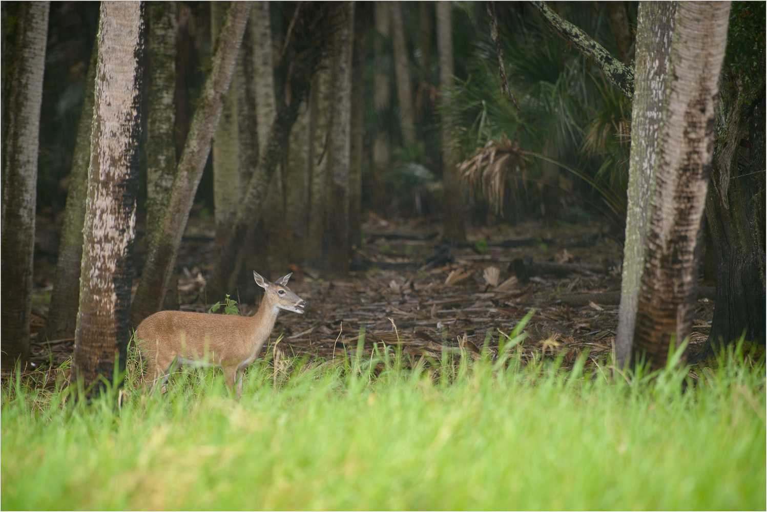 Between-The-Grass-And-The-Trees.jpg