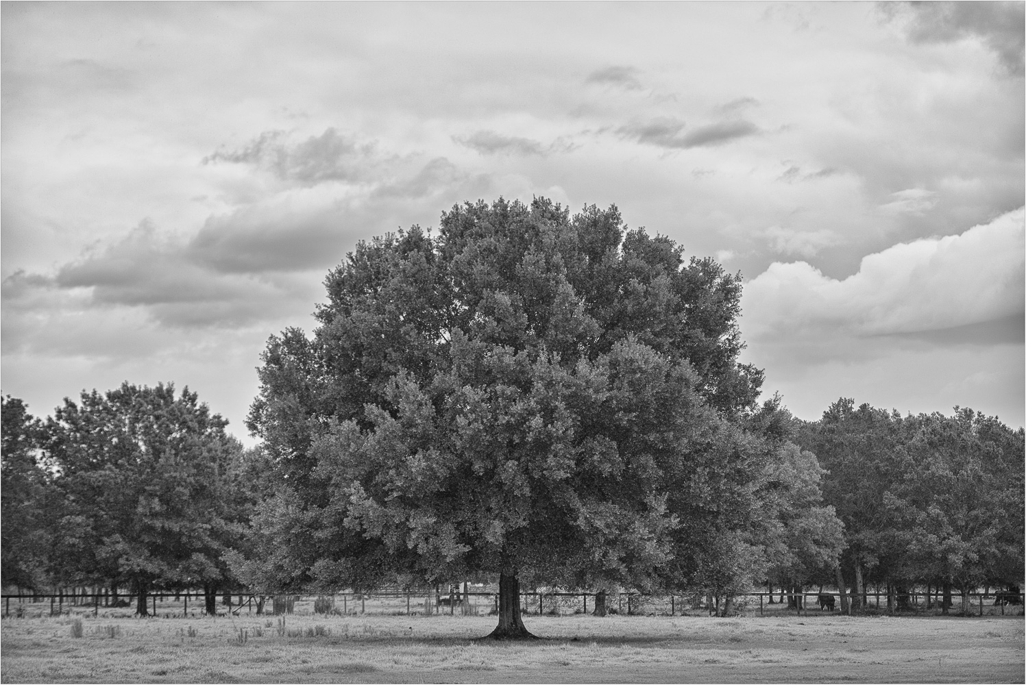 Rainy-Day-Maple.jpg