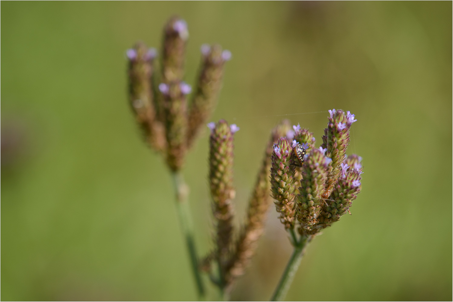 The-Little-Purple-Flowers.jpg
