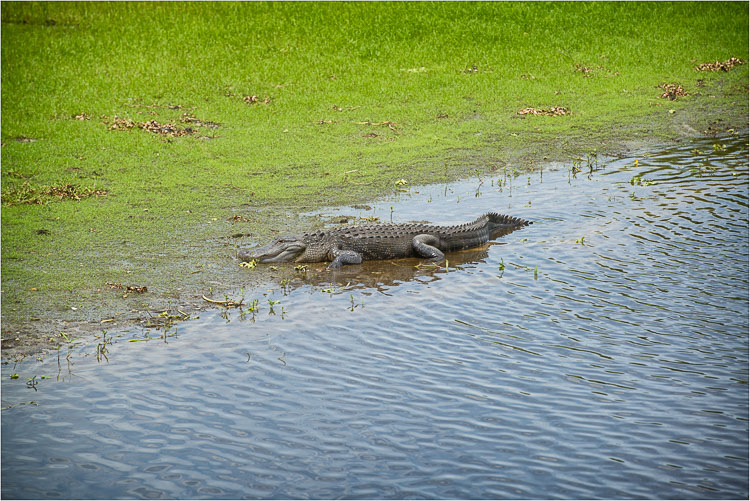 Beach-Gator.jpg