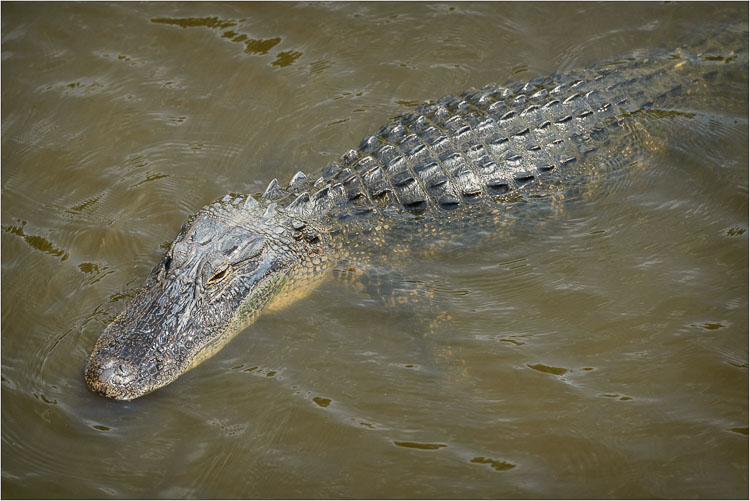 See-Ya-Later-Aligator.jpg