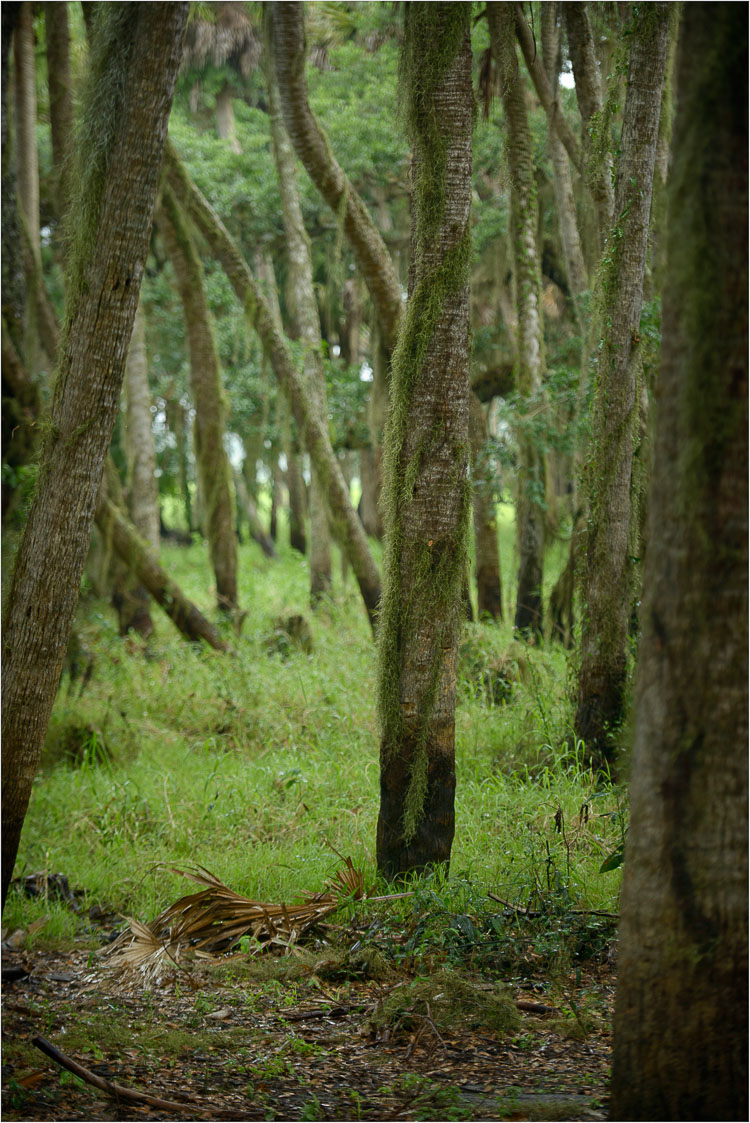 The-Grove-Of-Bearded-Trees.jpg