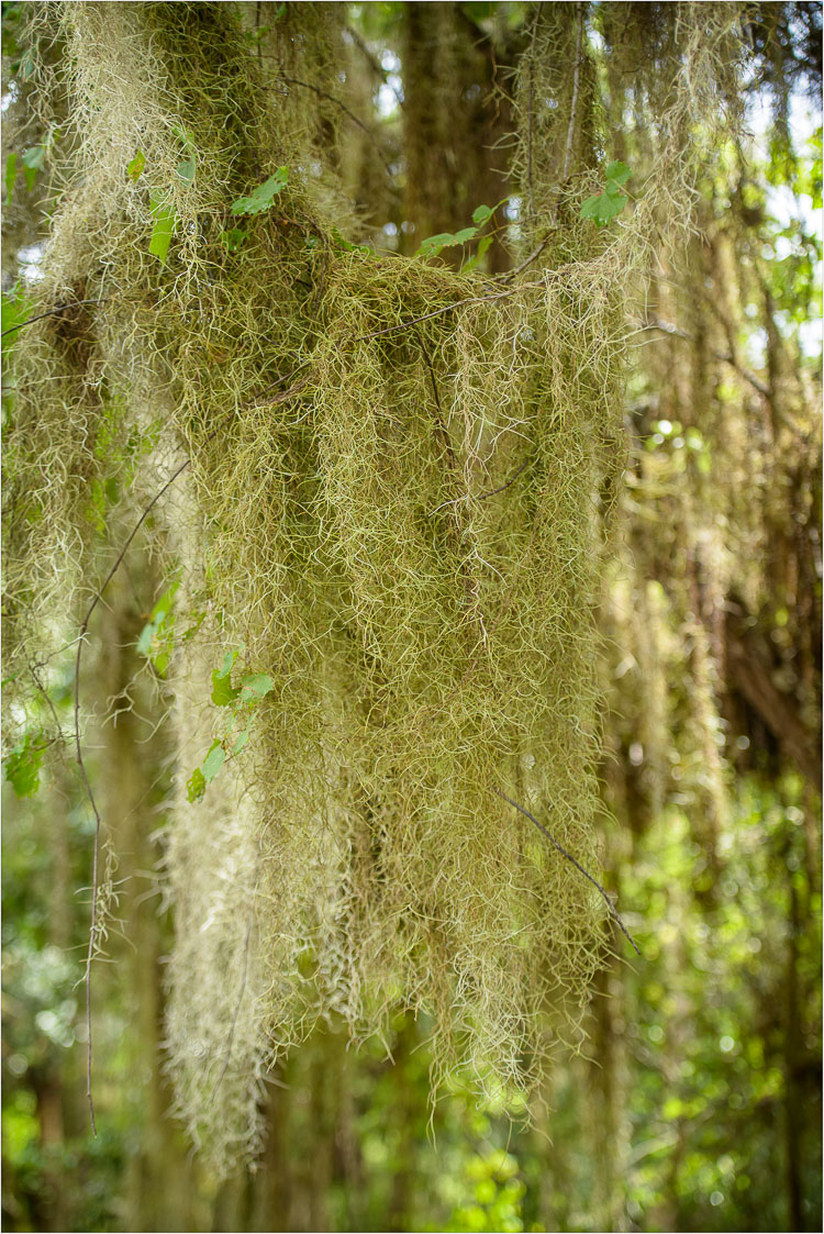 Tree-beard.jpg