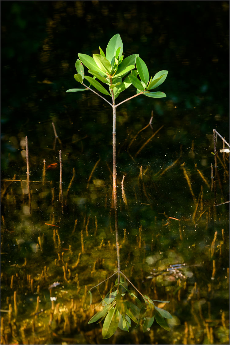 Growing-Out-Of-The-Mirror.jpg