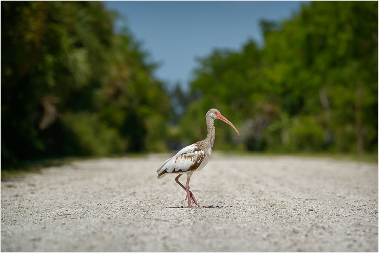 Why-Did-The-Ibis-Cross-The-Road.jpg