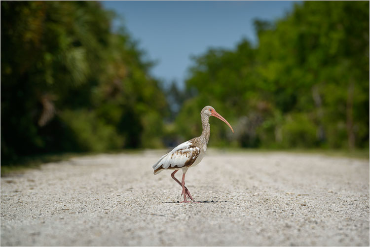 Sanibel Island