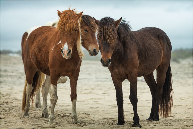 Assateague Island