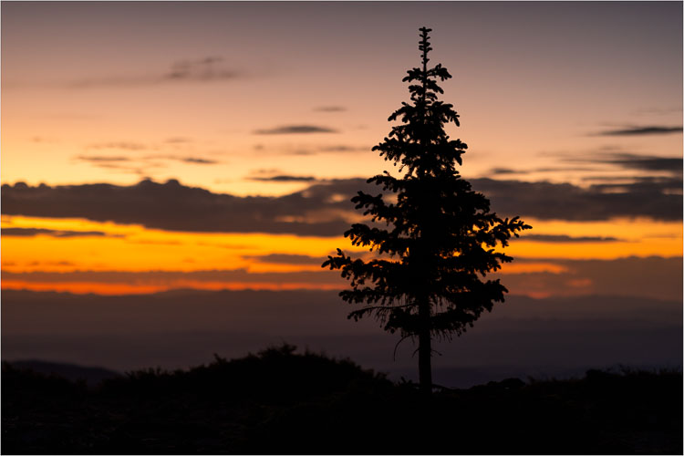 Standing-Tall-At-Sunset.jpg