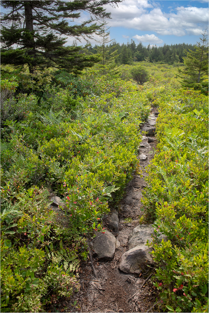 A-Walk-Through-Dolly-Sods.jpg