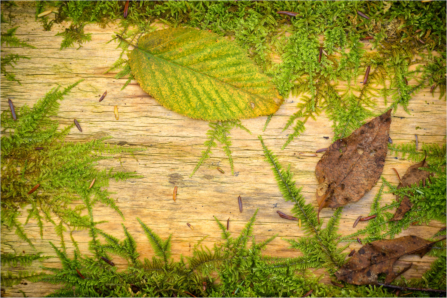 Mother-Nature's-Beauty-Board.jpg