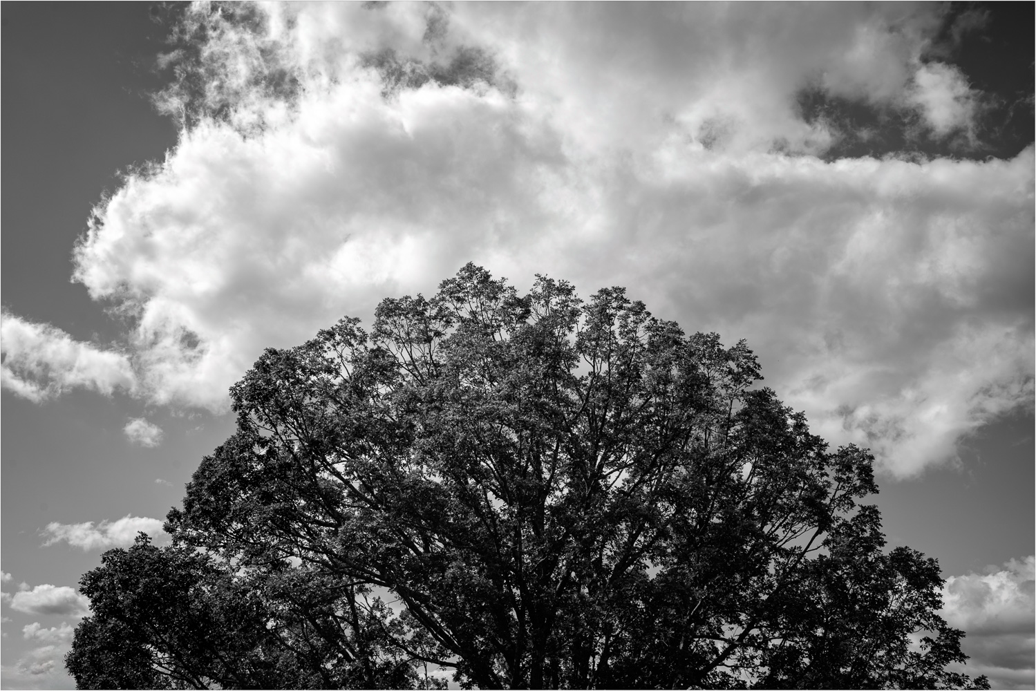 Old-Pin-Oak's-Skyward-Reach.jpg