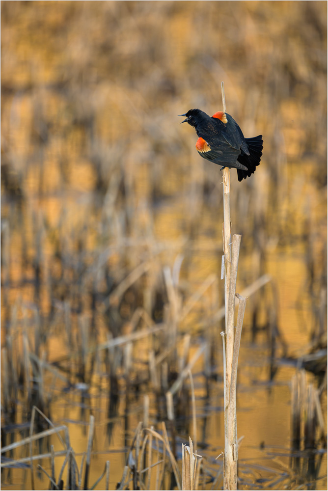 Blackbird-Singing-At-Golden-Hour.jpg