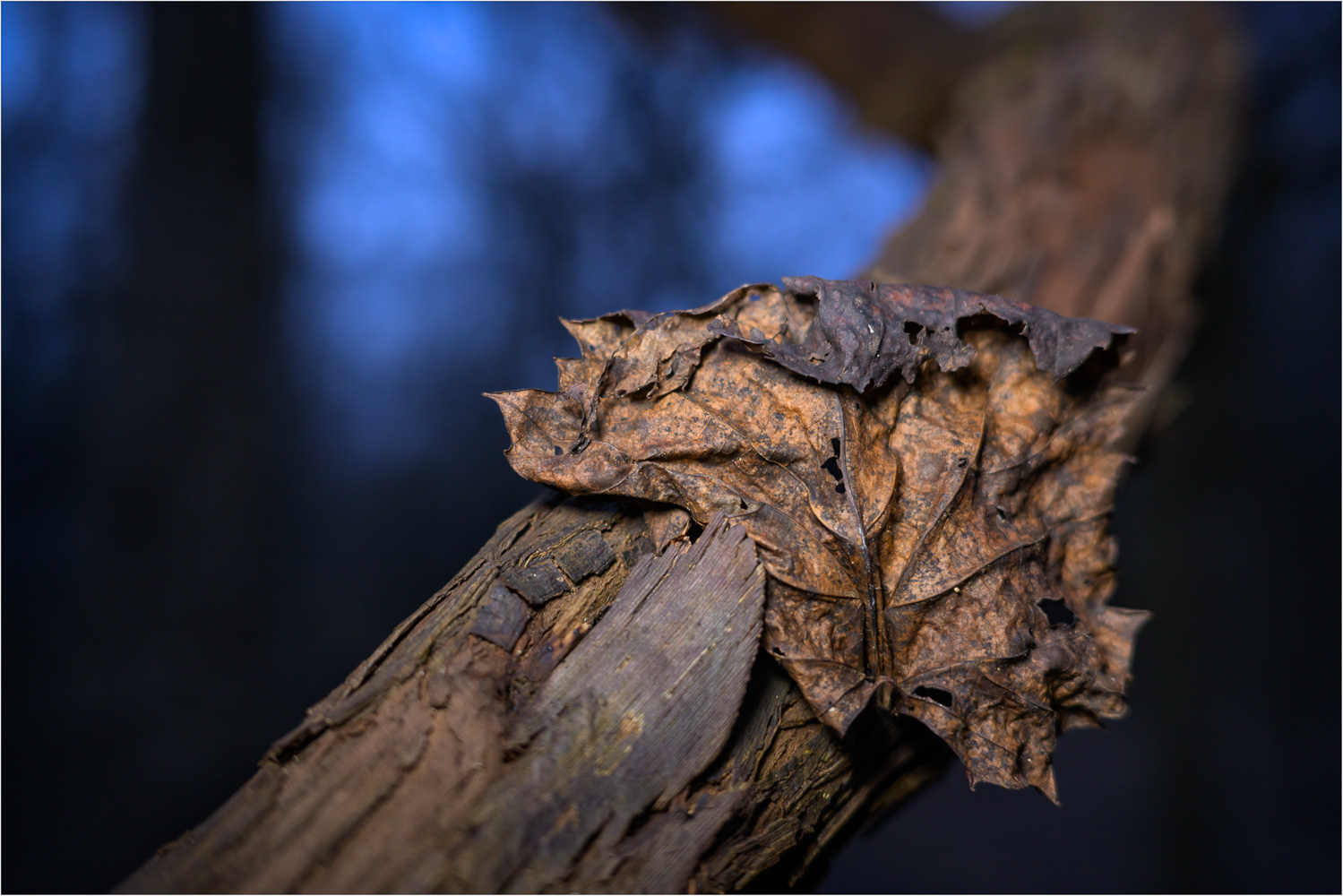 Blue-Hour-Study-Of-Color-And-Texture.jpg