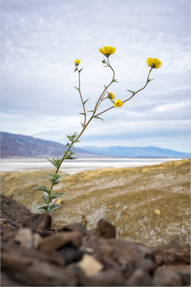 Life-Finding-A-Way-On-The-Rocks.jpg