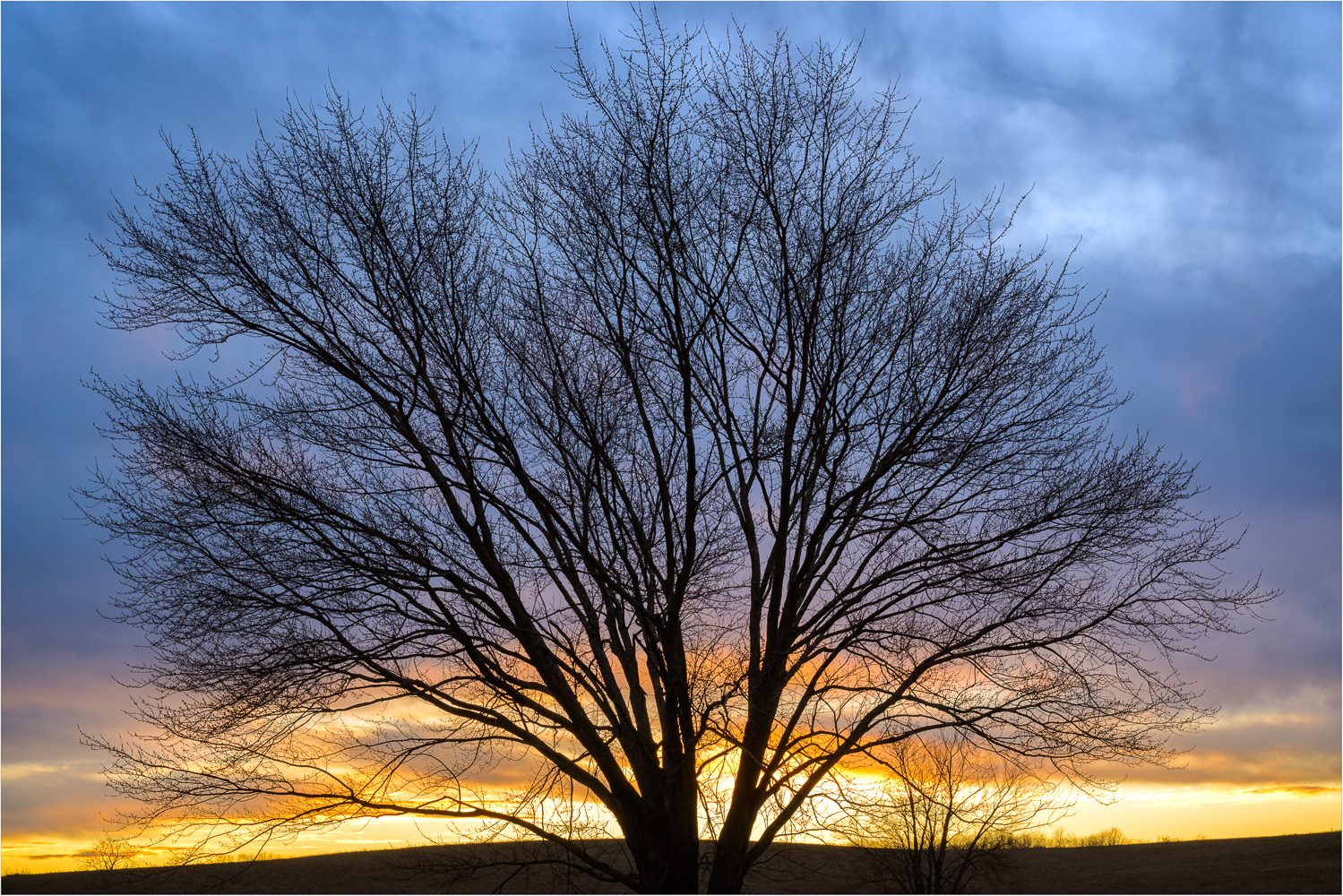 Longing-For-The-Return-Of-Leaves.jpg