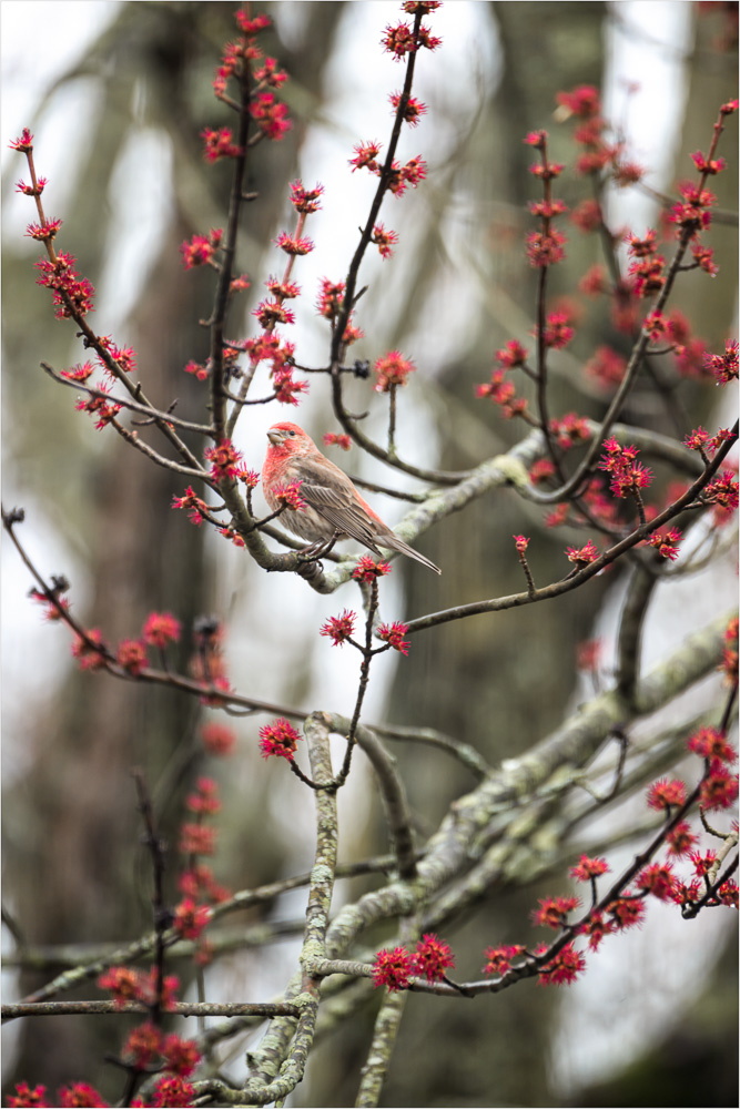 Red-Bird-Red-Buds-01.jpg