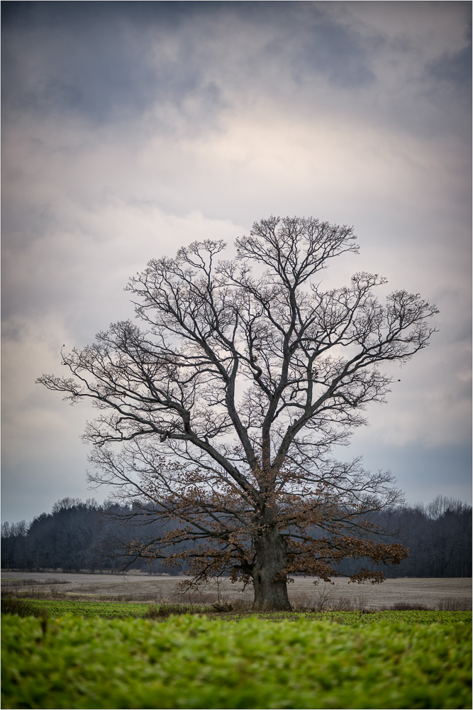 Standout-On-A-Winter's-Afternoon.jpg