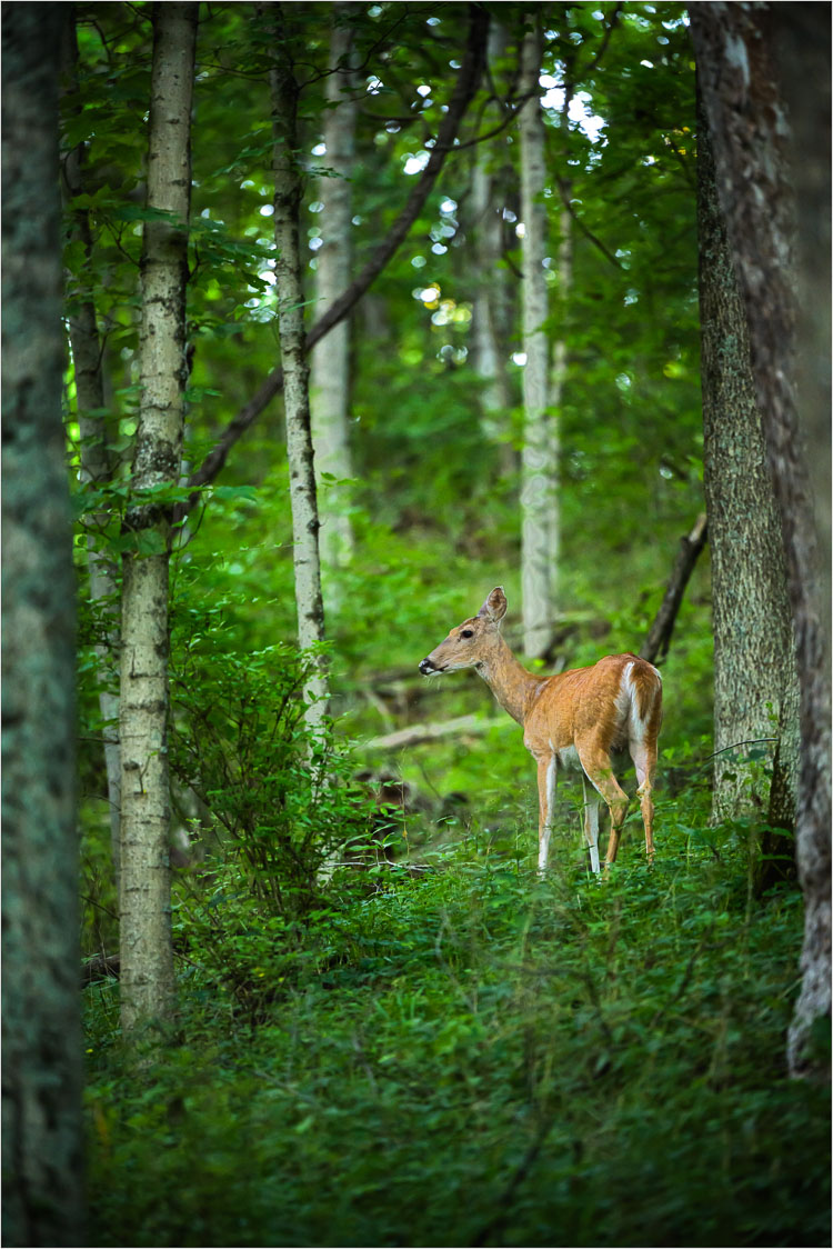 Woodland-Contemplation.jpg