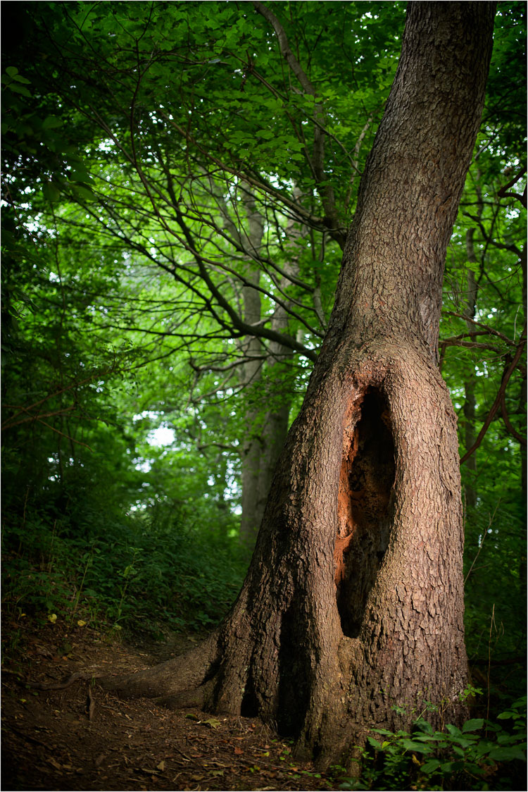 Woodland-Gateway.jpg