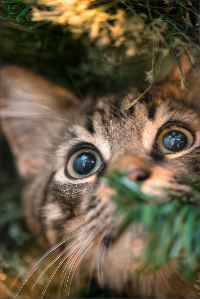 Christmas-Tree-Kitten.jpg