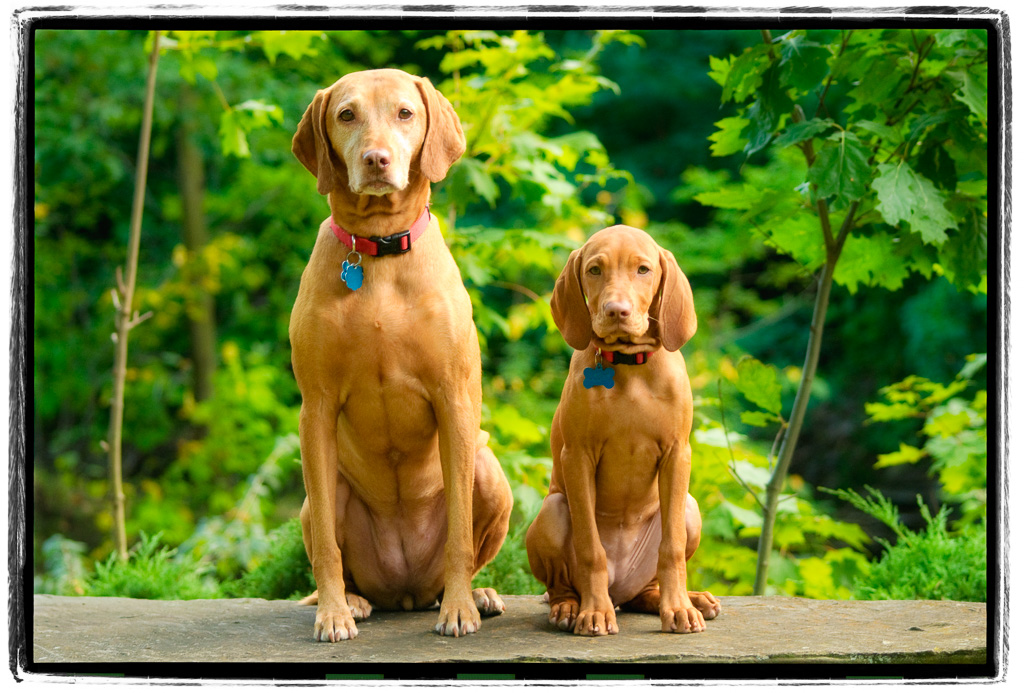 Deux-deux-Vizslas.jpg