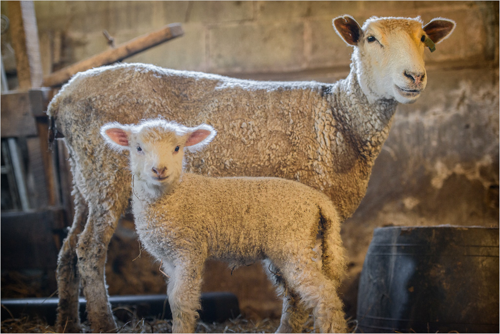 Fuzzy-Lamb-And-Proud-Mama.jpg