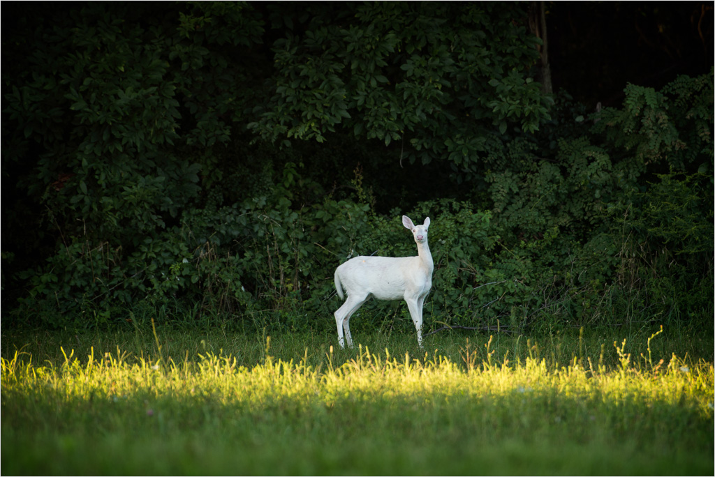 Inquisitive-Albino.jpg