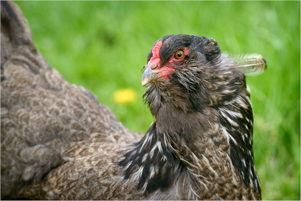 One-Ruffled-Feather.jpg