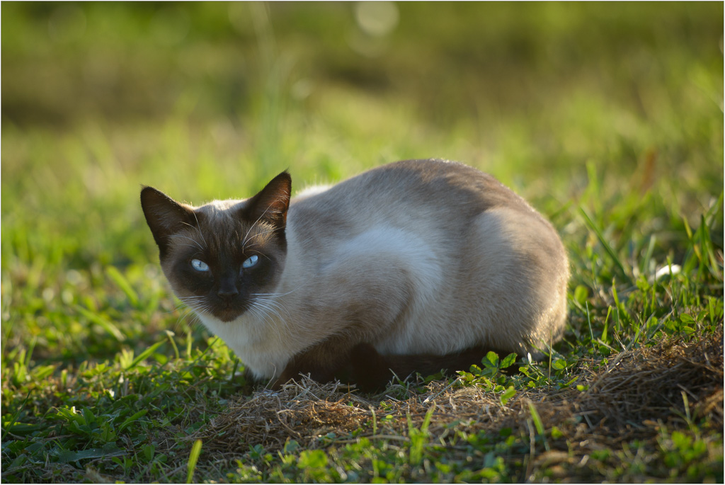 Simons-Piercing-Blue-Eyes.jpg