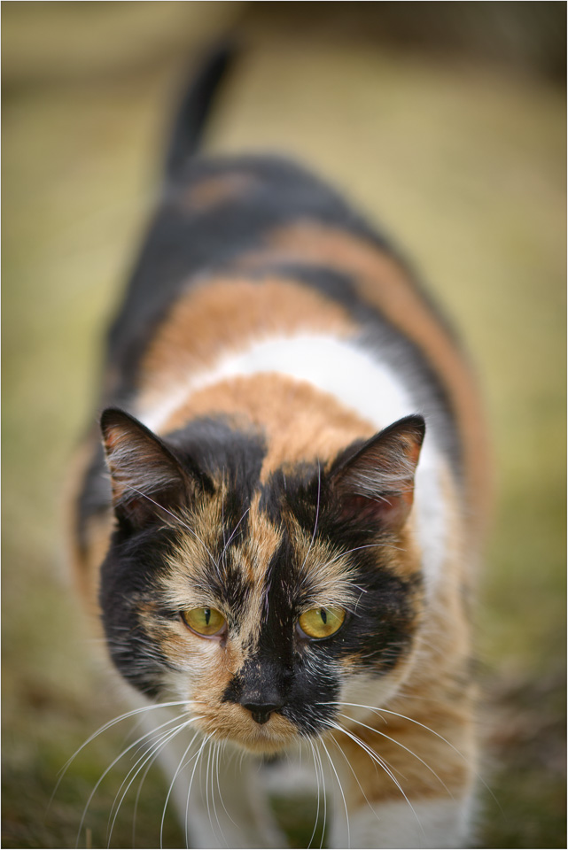 The-Fluffy-Calico-Huntress.jpg