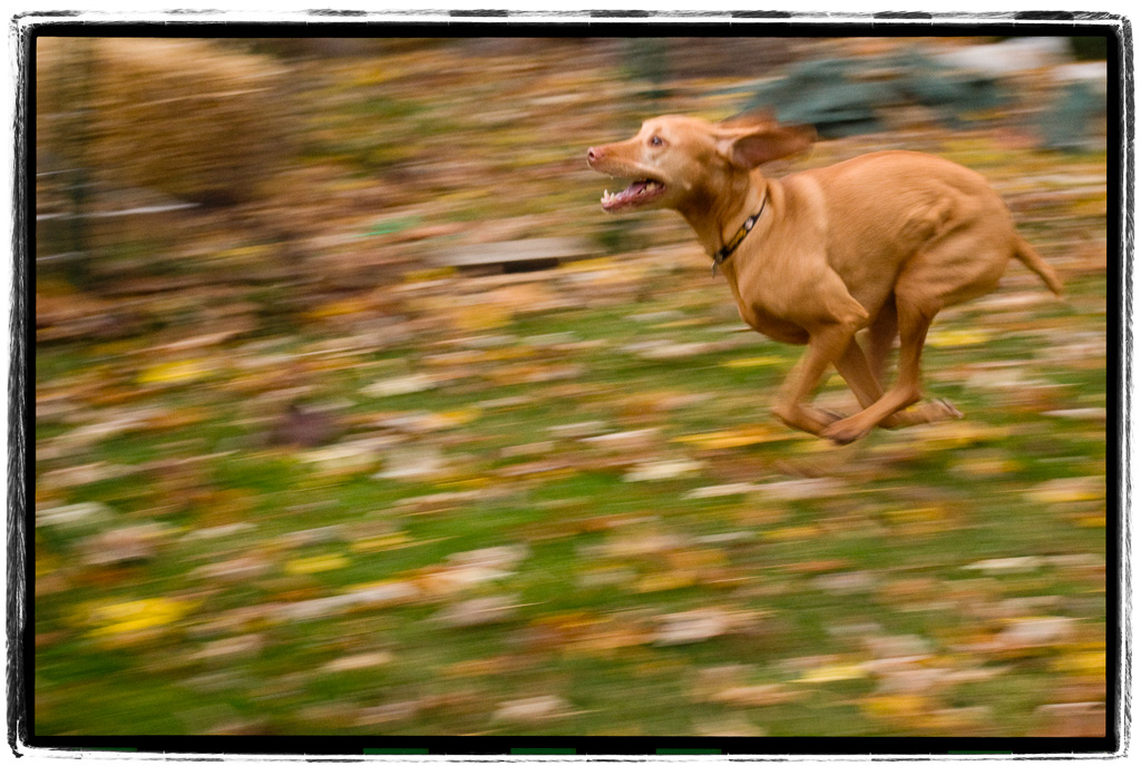 Vizsla-In-Motion.jpg