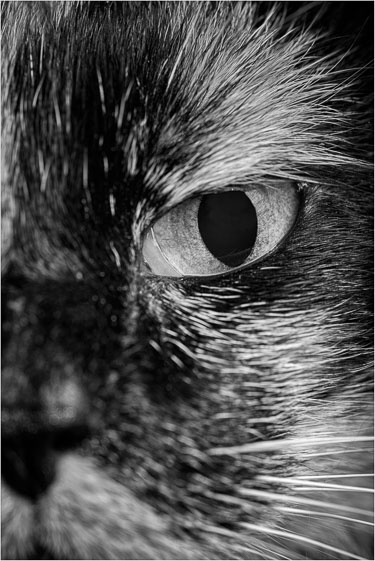 Cats-eye.jpg