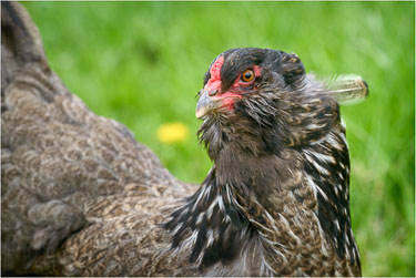 One-Ruffled-Feather.jpg