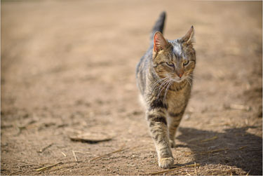 Tawny-Cat-Stride.jpg