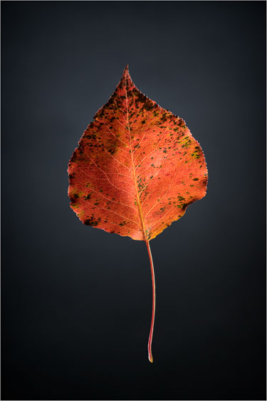 Homage To The Fallen