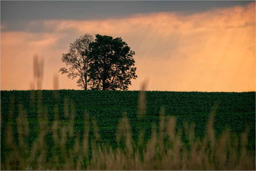 Fields-Of-Green,-Skies-Of-Gold.jpg