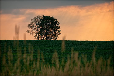 Fields-Of-Green,-Skies-Of-Gold.jpg