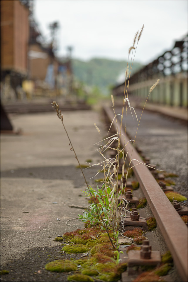 Life-In-The-Midst-Of-Old-Steel.jpg