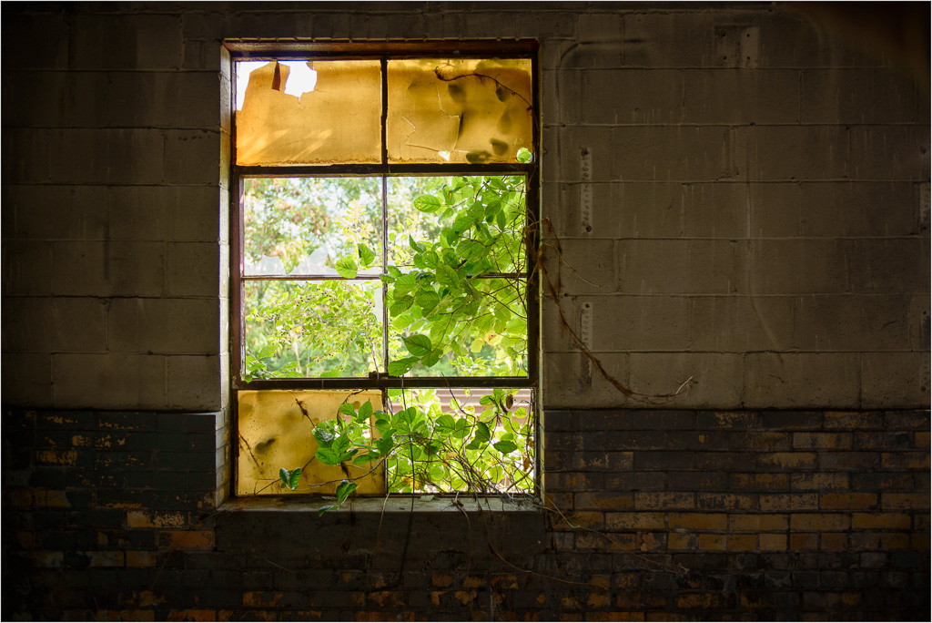 Outside-Plants-Inside.jpg