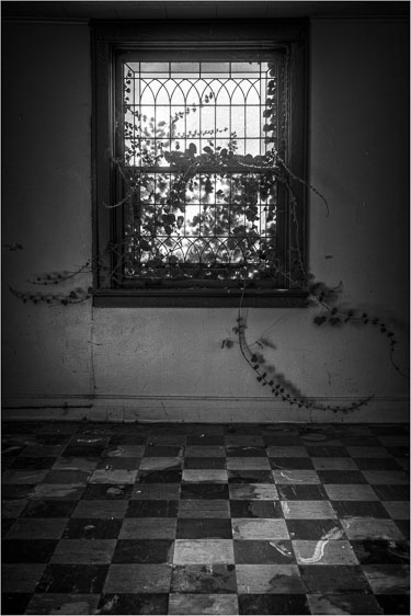 Checkers-And-Invasive-Vines-BW.jpg