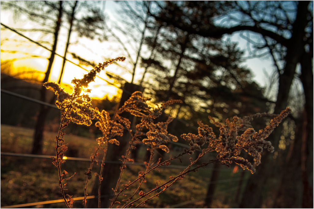 Chilly-Evenings-Glow.jpg