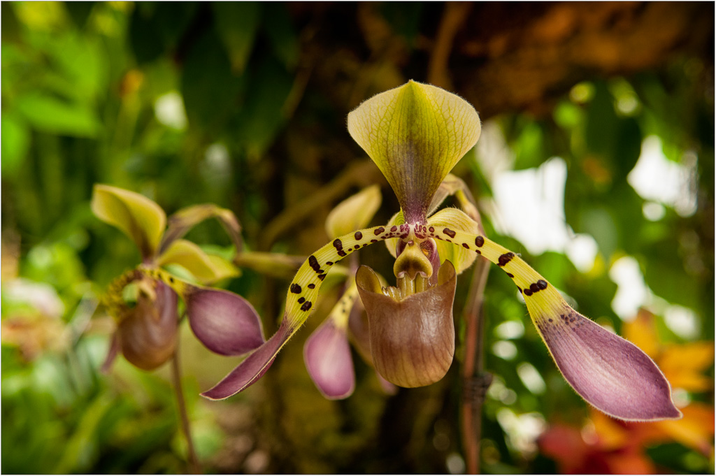 Orchid-Monster.jpg