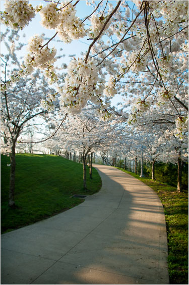 Blossoming-Path.jpg