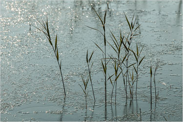 Frosty-Morning-In-Ann-Arbor.jpg