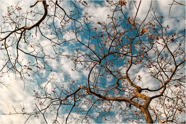 Golden-Branches-Against-Blue-Sky.jpg