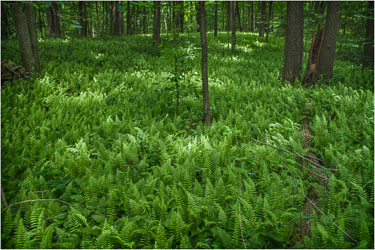 Sea-Of-Ferns.jpg
